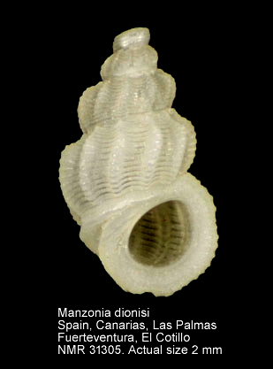 Manzonia dionisi (6).JPG - Manzonia dionisiRolán,1987